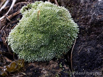 Plant form with sporophyte